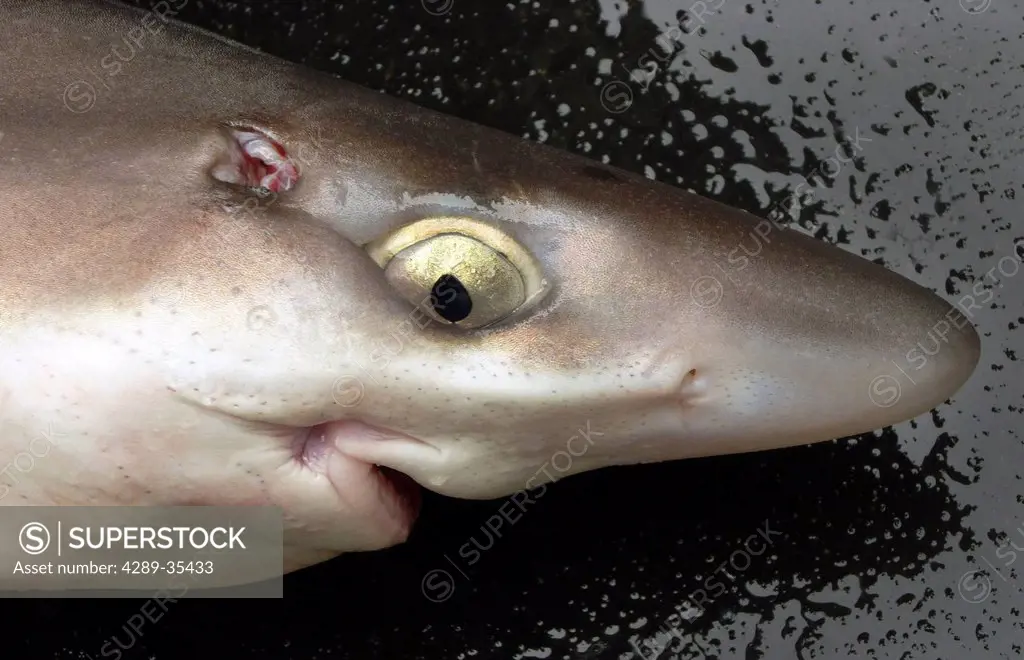 Close up of a spiny dogfish shark Squalus acanthias laying on the deck of a charter boat in Kachemak Bay near Homer, Kenai Peninsula, Southcentral Ala...