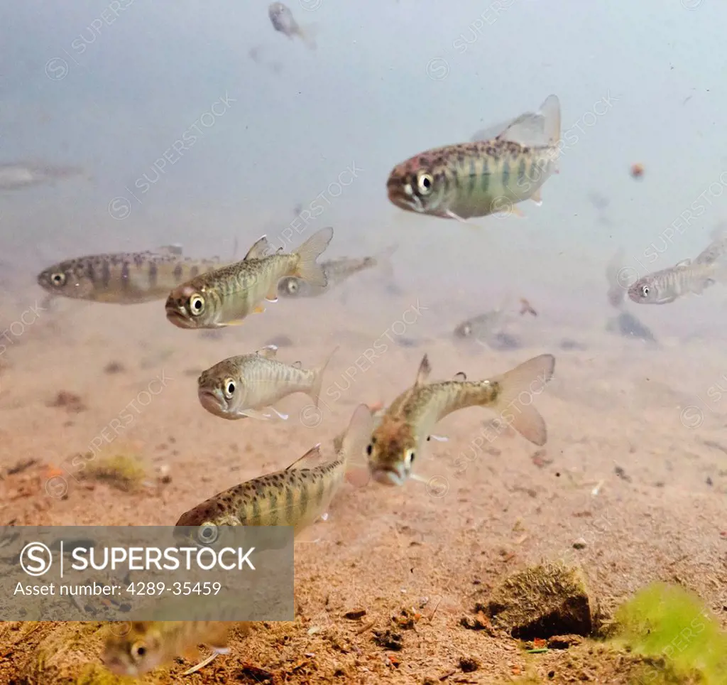 Underwater view of coho salmon Oncorhynchus kisutch, Salmonidae fry prior to smolting in the Eyak River outlet of Eyak Lake near Cordova, Copper River...