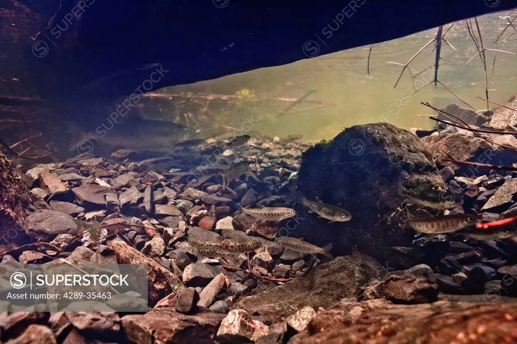 Underwater view of a migrating pink salmon spawner while coho salmon and coastal cutthroat trout fry rear in Eccles Creek, near Cordova, Southcentral ...