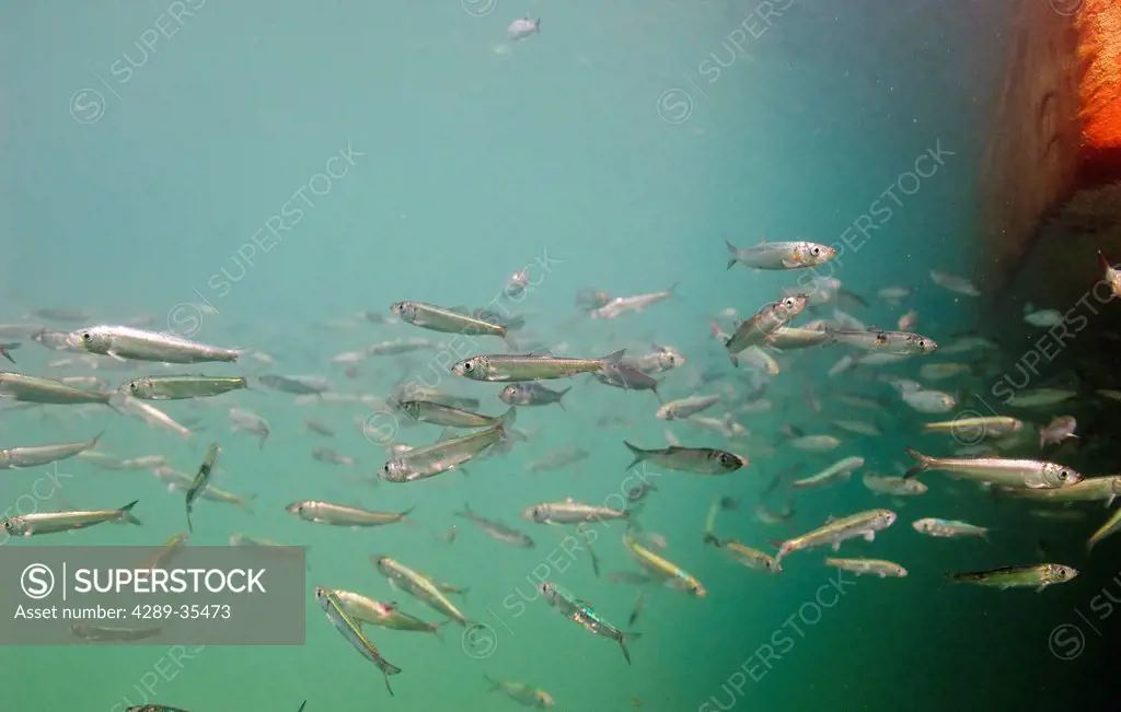 Underwater view of Pacific herring rearing Cordova harbor, Prince William Sound, Southcentral Alaska, Spring