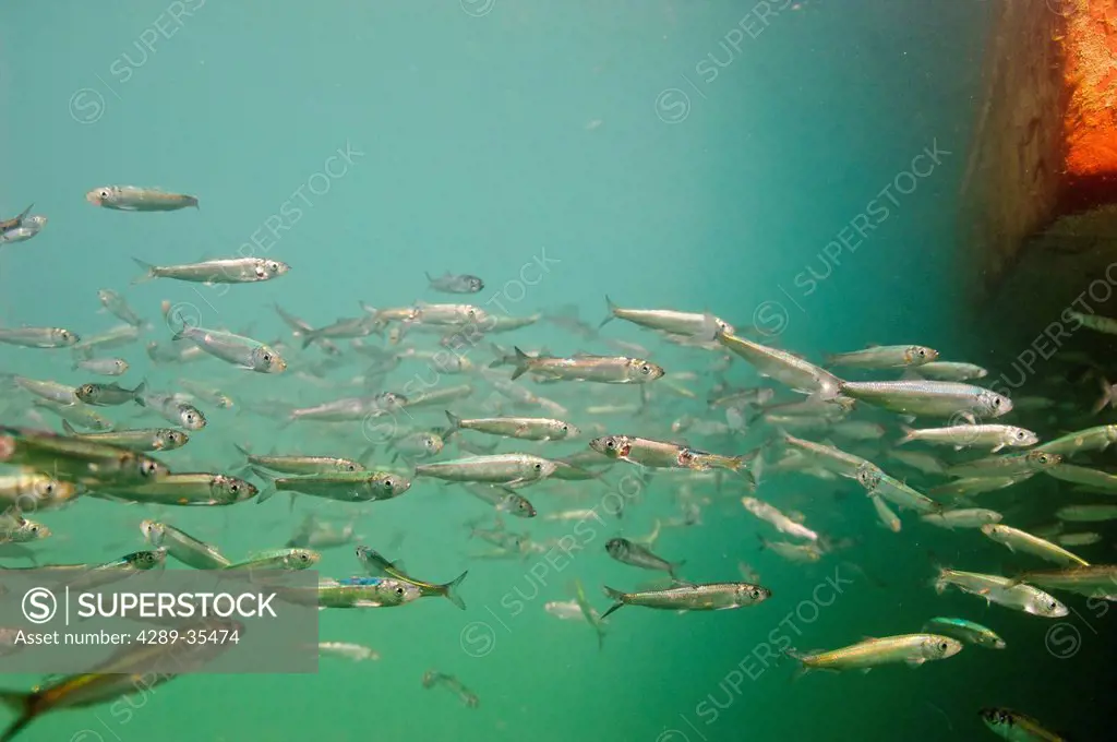 Underwater view of Pacific herring rearing Cordova harbor, Prince William Sound, Southcentral Alaska, Spring