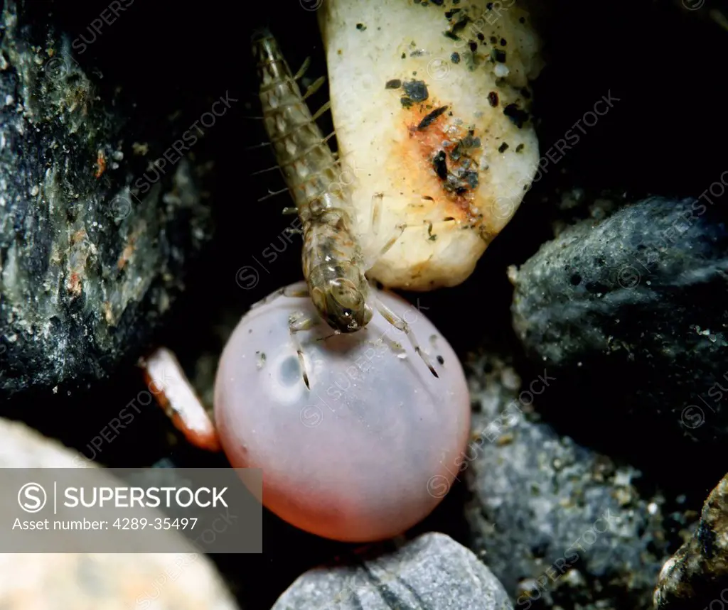 Underwater view of a mayfly nymph on a Coho salmon egg in Power Creek, Copper River Delta near Cordova, Prince William Sound, Southcentral Alaska, Spr...