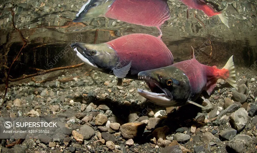 Underwater view of mature Sockeye salmon paired up for spawning in Power Creek, Copper River Delta near Cordova, Prince William Sound, Southcentral Al...