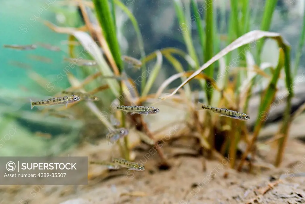 Underwater view of recently emerged Sockeye salmon fry in Saddlebag Creek, Chugach National Forest, Copper River Delta, Southcentral Alaska, Spring
