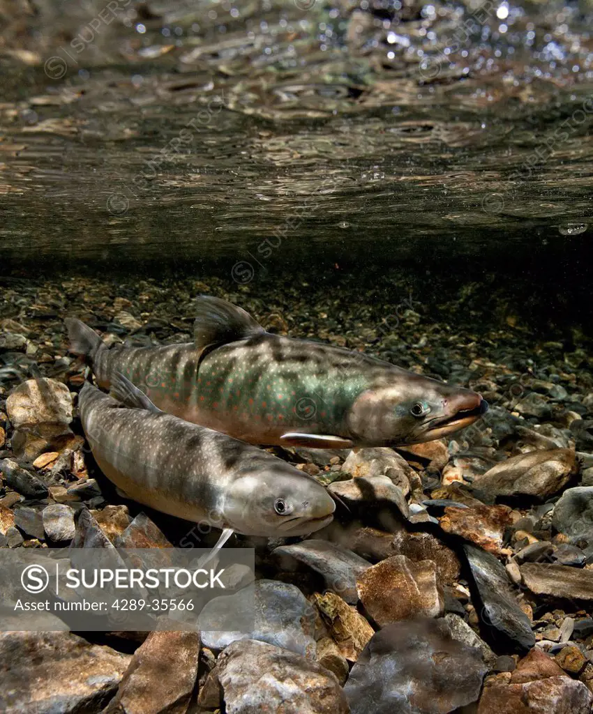 Underwater view of a Dolly Varden char spawning pair in Power Creek, Copper River Delta near Cordova, Prince William Sound, Southcentral Alaska, Autum...