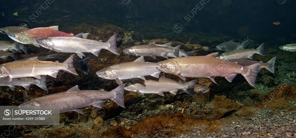 Underwater view of ocean bright Coho salmon and a Dolly Varden char in Hartney Creek, Copper River Delta near Cordova, Prince William Sound, Southcent...