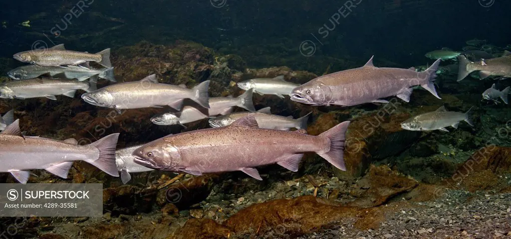 Underwater view of ocean bright Coho salmon and a Dolly Varden char in Hartney Creek, Copper River Delta near Cordova, Prince William Sound, Southcent...