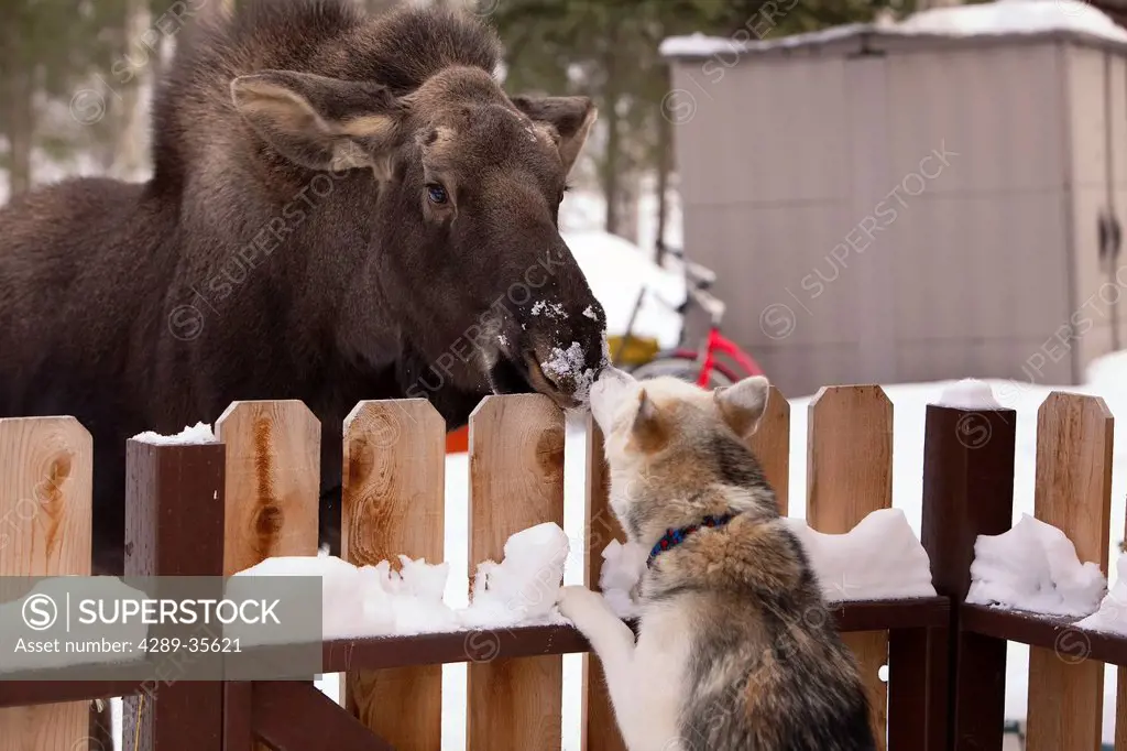 Siberian Husky and a moose calf nose to nose over a picket fence, Wasilla, Southcentral Alaska, Winter