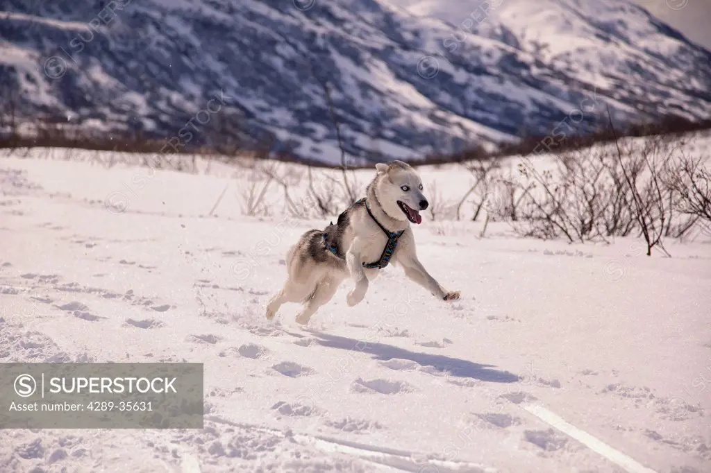Siberian Husky wearing a skijoring harness runs on the snow covered Archangel Trail in Hatcher Pass, Talkeetna Mountains, Southcentral Alaska, Winter