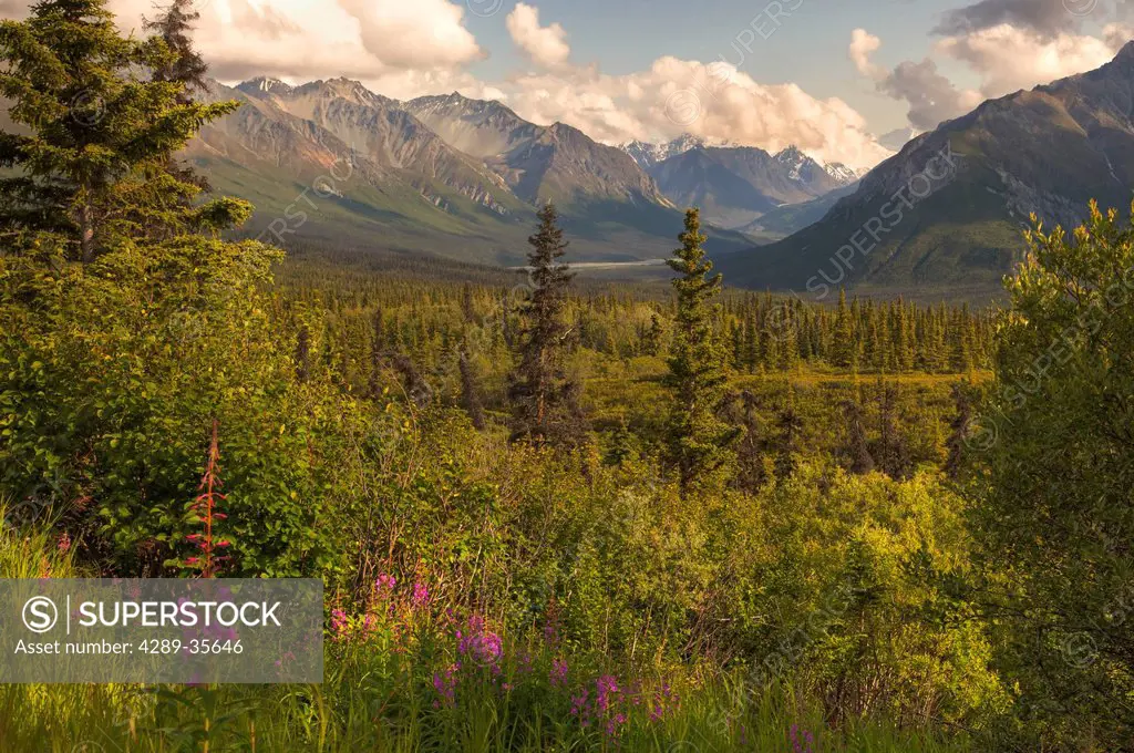 View of the Chugach Mountains with fireweed in the foreground along the Glenn Highway, Southcentral Alaska, Summer, HDR