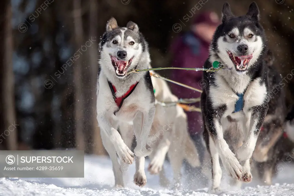 Brennan Norden´s lead dogs running during the 2011 Iditarod Ceremonial Start in Anchorage, Southcentral Alaska, Winter