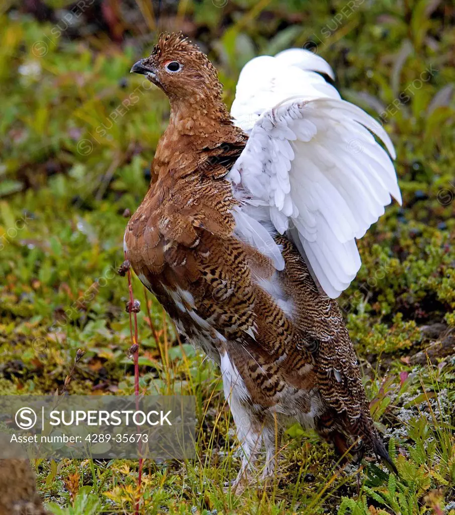 Close up view of a Willow Ptarmigan flapping its wings in Denali National Park and Preserve, Interior Alaska, Summer