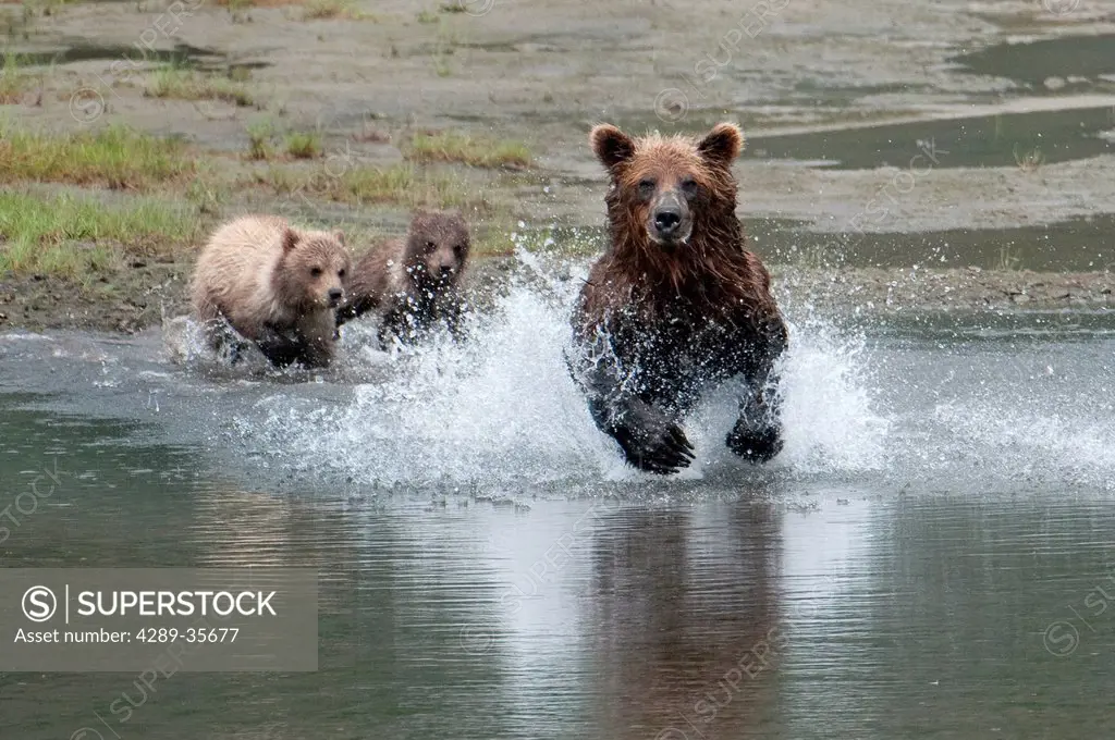 Brown Bear sow chases salmon while her cubs watch from the beach, Chinitna Bay, Lake Clark National Park, Southwest Alaska, Summer