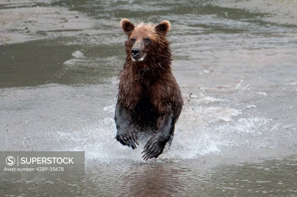 Brown Bear chases fish on a beach in Chinitna Bay, Lake Clark National Park, Southcentral Alaska, Summer