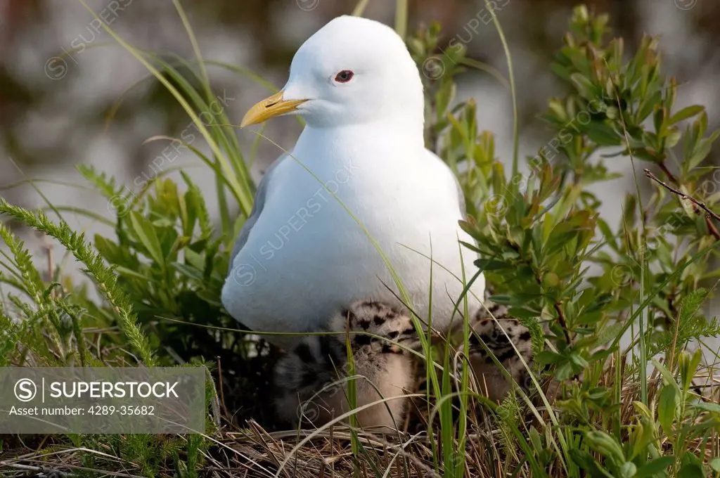 Close up view of a Glaucous Gull nesting with her with chicks at Potter Marsh, Anchorage, Southcentral Alaska, Spring