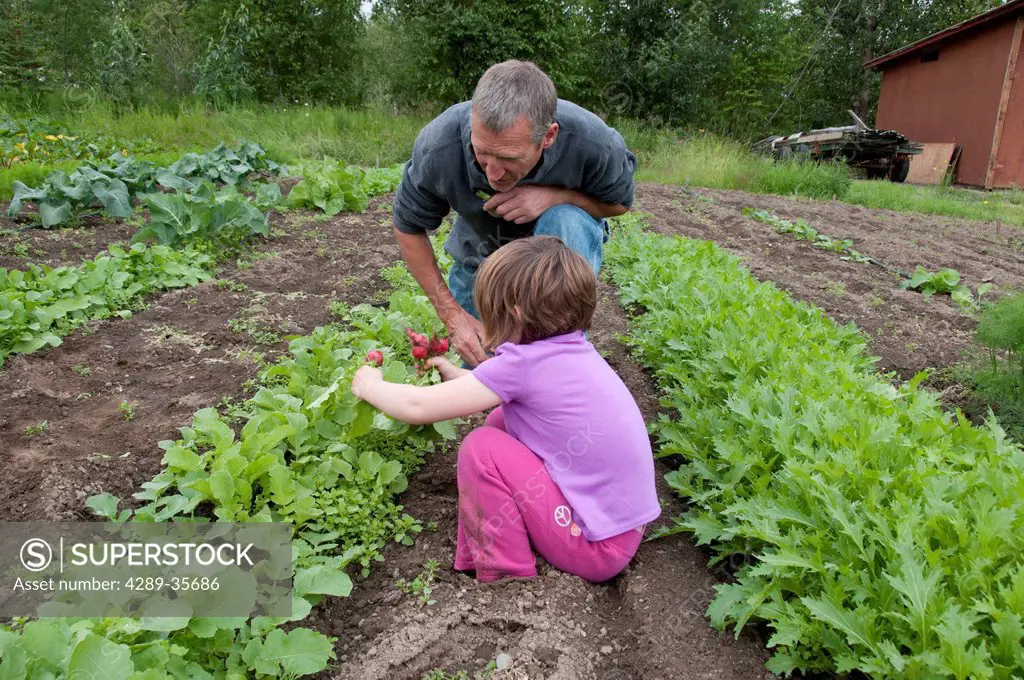 Grandfather and granddaughter pick radishes at the farm in Palmer, Matanuska Susitna Valley, Southcentral Alaska, Summer