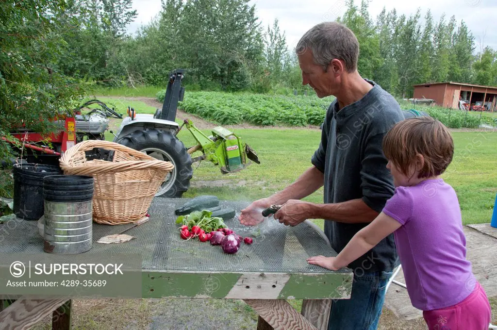 Man cleans freshly picked vegetables with a hose on a farm in Palmer, Mat_Su Valley, Southcentral Alaska, Summer