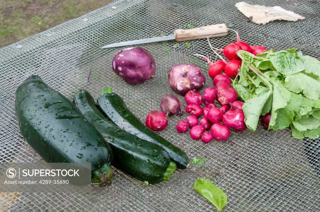 Close up of freshly picked vegetables on a farm in Palmer, Mat_Su Valley, Southcentral Alaska, Summer