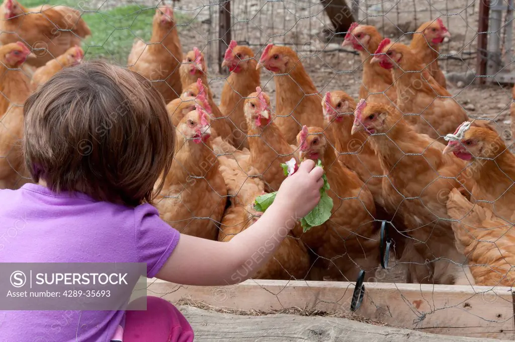 Young girl feeds radish leaves to chickens on a farm in Palmer, Mat_Su Valley, Southcentral Alaska, Summer
