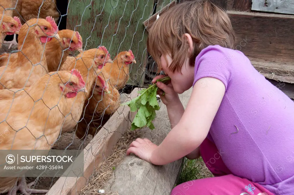 Young girl feeds radish leaves to chickens on a farm in Palmer, Mat_Su Valley, Southcentral Alaska, Summer