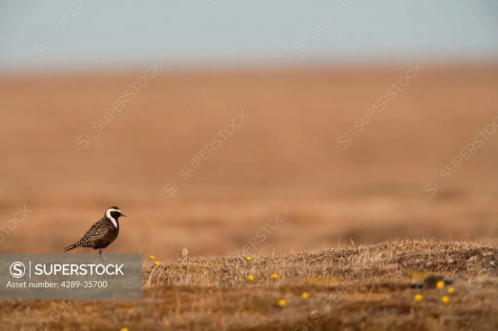 American Golden_Plover stands on tundra of the Arctic Coastal Plain, National Petroleum Reserve, Arctic Alaska, Spring