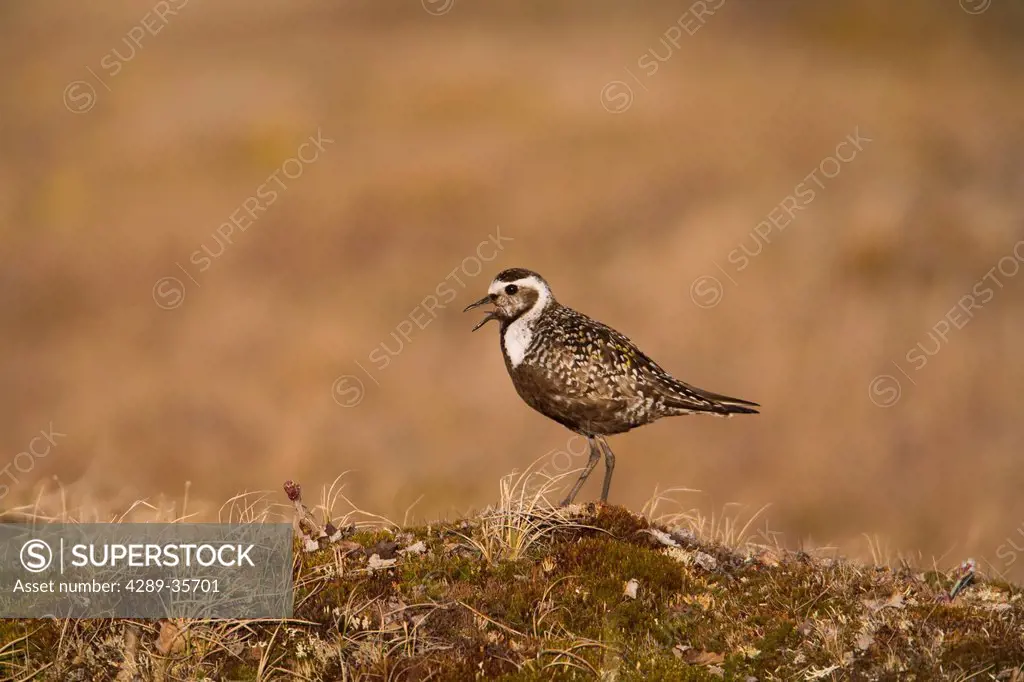 Female American Golden_Plover stands on tundra of the Arctic Coastal Plain calling, National Petroleum Reserve, Arctic Alaska, Spring