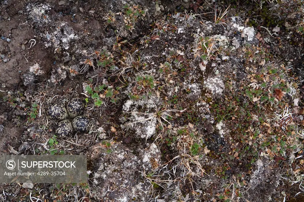 View of camouflaged eggs of an american Golden_Plover, Arctic Coastal Plain, National Petroleum Reserve, Arctic Alaska, Spring