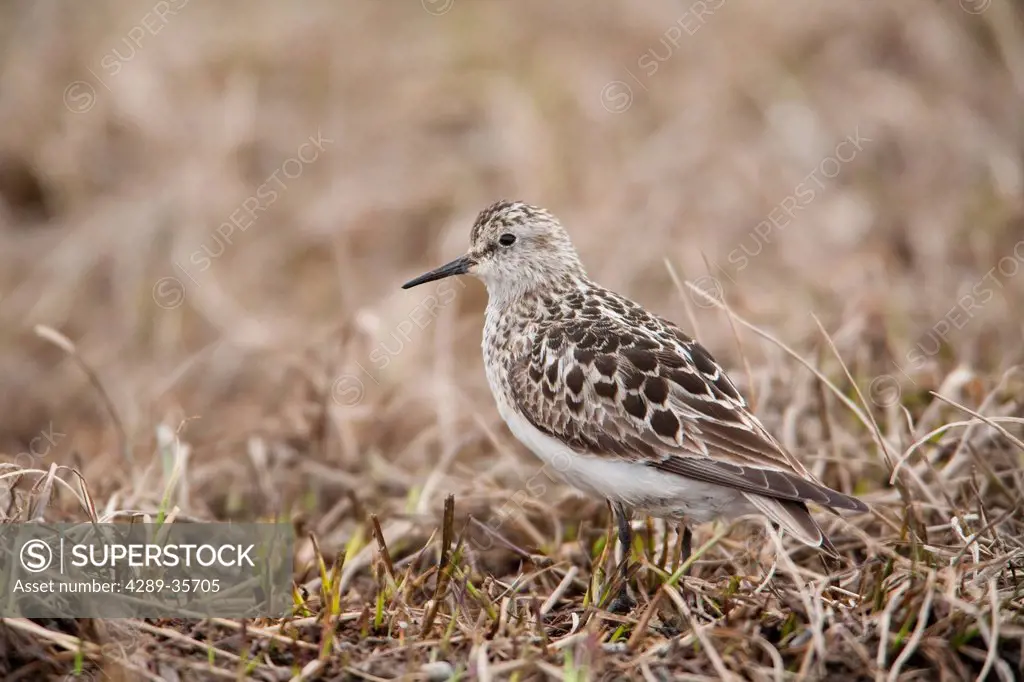 Baird´s Sandpiper stands on tundra of the Arctic Coastal Plain, National Petroleum Reserve, Arctic Alaska, Spring