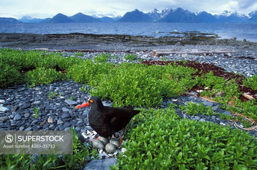 Black Oystercatcher on nest showing 4 eggs with Port Gravina and Chugach mountains in Background, Prince William Sound, Southcentral Alaska, Summer