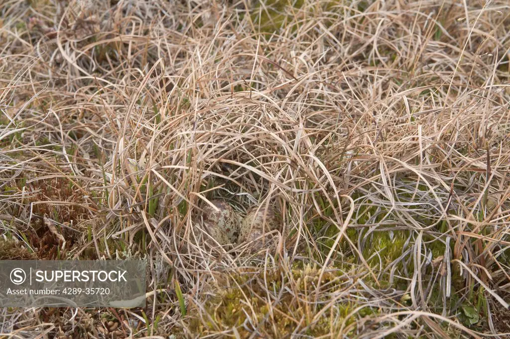 Dunlin eggs camouflaged in nest on tundra of the Arctic Coastal Plain, National Petroleum Reserve, near Barrow, Arctic Alaska, Summer