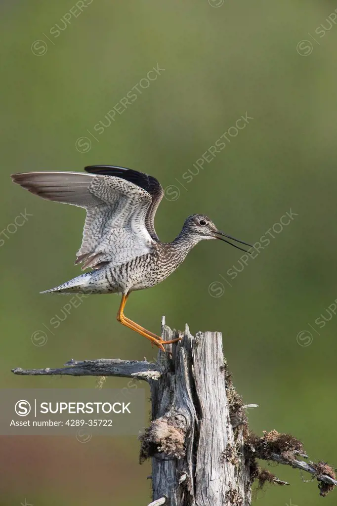 Greater Yellowlegs makes a territorial display over nest by landing on a dead tree with wings open, Copper River Delta, Southcentral Alaska, Summer