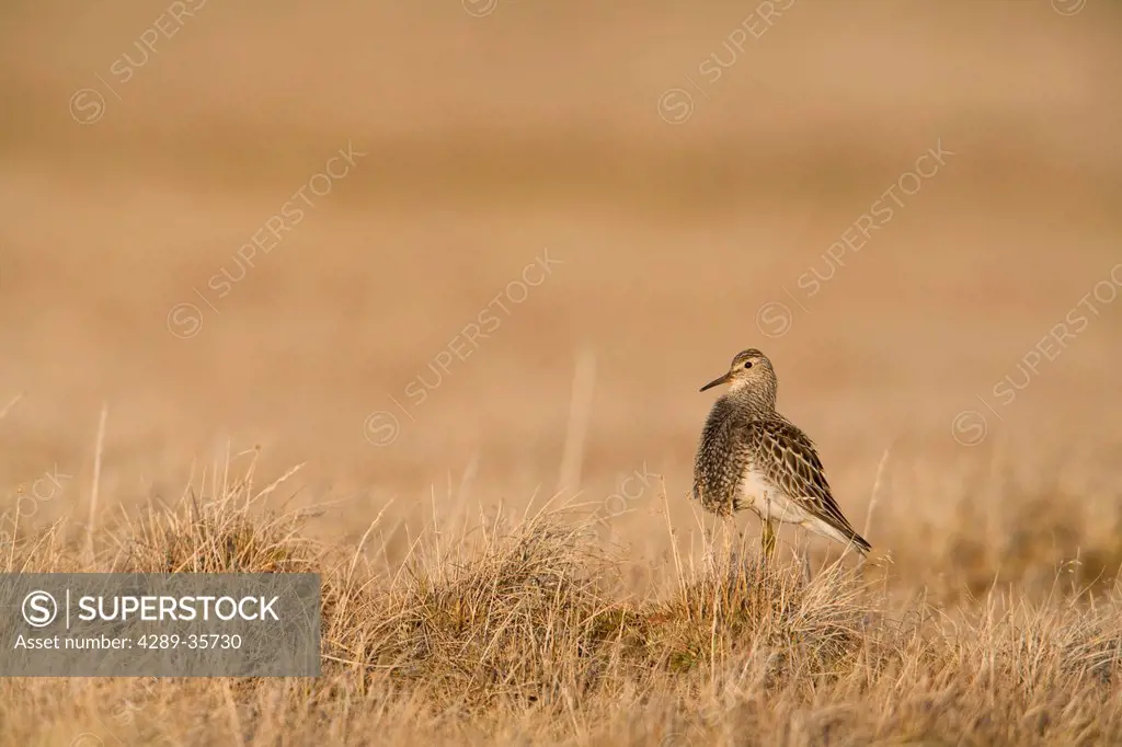 Pectoral Sandpiper on tundra breeding ground with neck sac inflated during display, Arctic Coastal Plain, National Petroleum Reserve, near Barrow, Arc...
