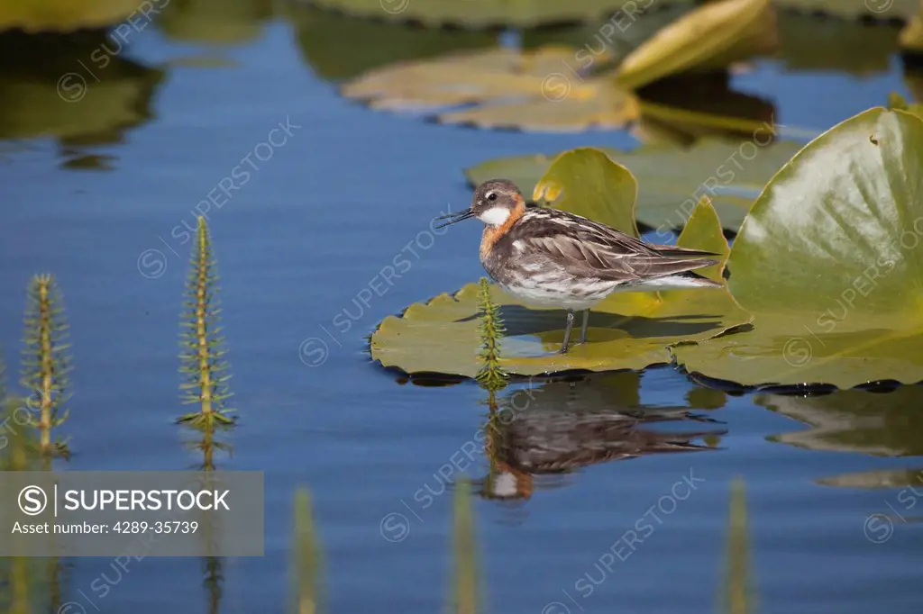Red_necked Phalarope standing on a pond lily, Copper River Delta, Southcentral Alaska, Summer