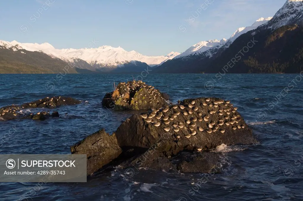 Rock Sandpiper flock roosting on rock in Prince William Sound, Southcentral Alaska, Winter