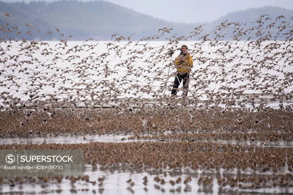 Birdwatcher photographs a large flock of Western Sandpipers and Dunlins on mud flats of Hartney Bay during spring migration, Copper River Delta, South...