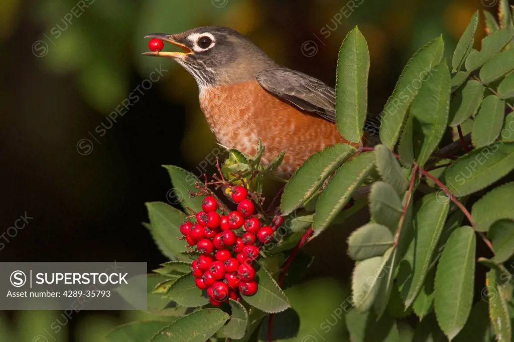 American Robin perched on branch eating a Mountain Ash berry, Cordova, Southcentral Alaska, Autumn