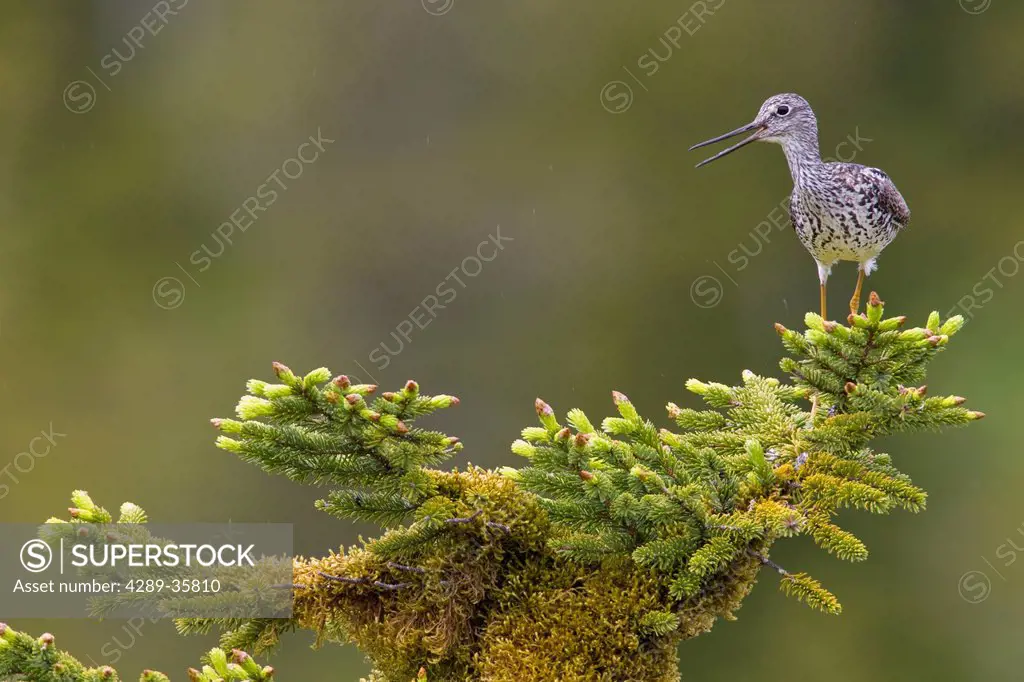 Greater Yellowlegs perched in a hemlock tree near nest, Green Island, Prince William Sound, Southcentral Alaska, Spring
