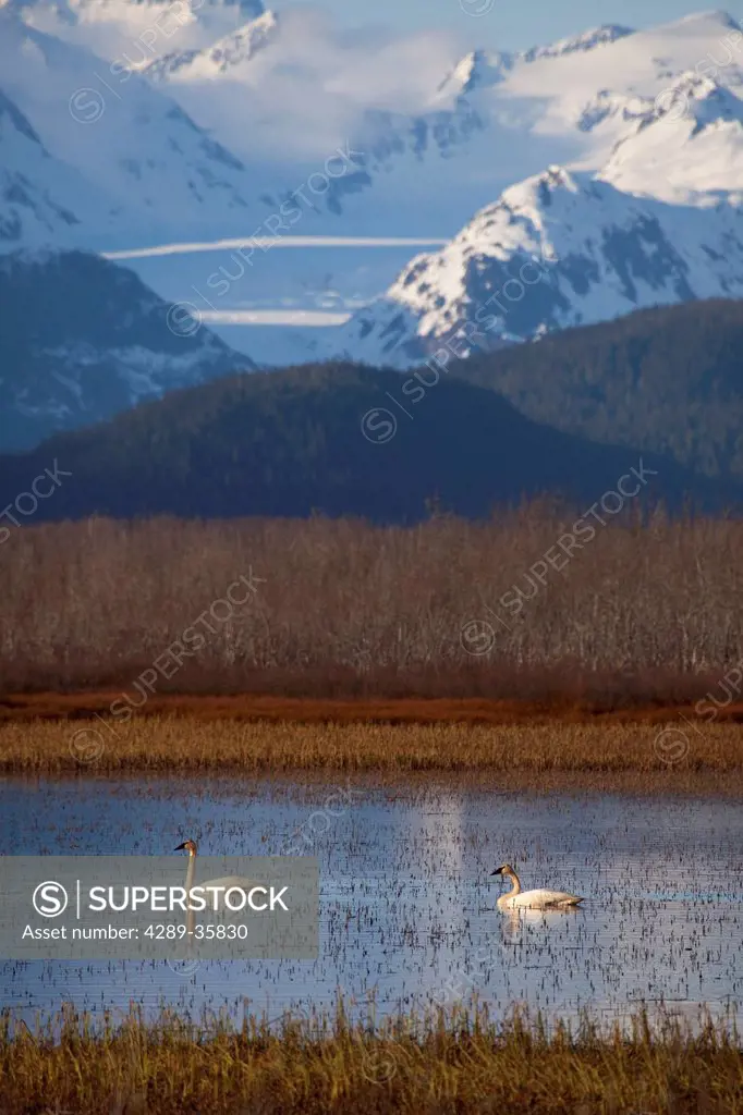 Trumpeter swan pair on pond in front of Scott Glacier and and Chugach Mountains, Copper River Delta, near Cordova, Southcentral Alaska, Spring