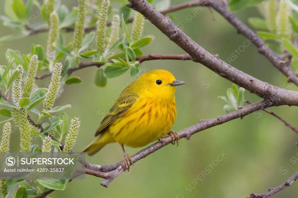 A male Yellow Warbler perched in a willow, Copper River Delta, near Cordova, Southcentral Alaska, Spring