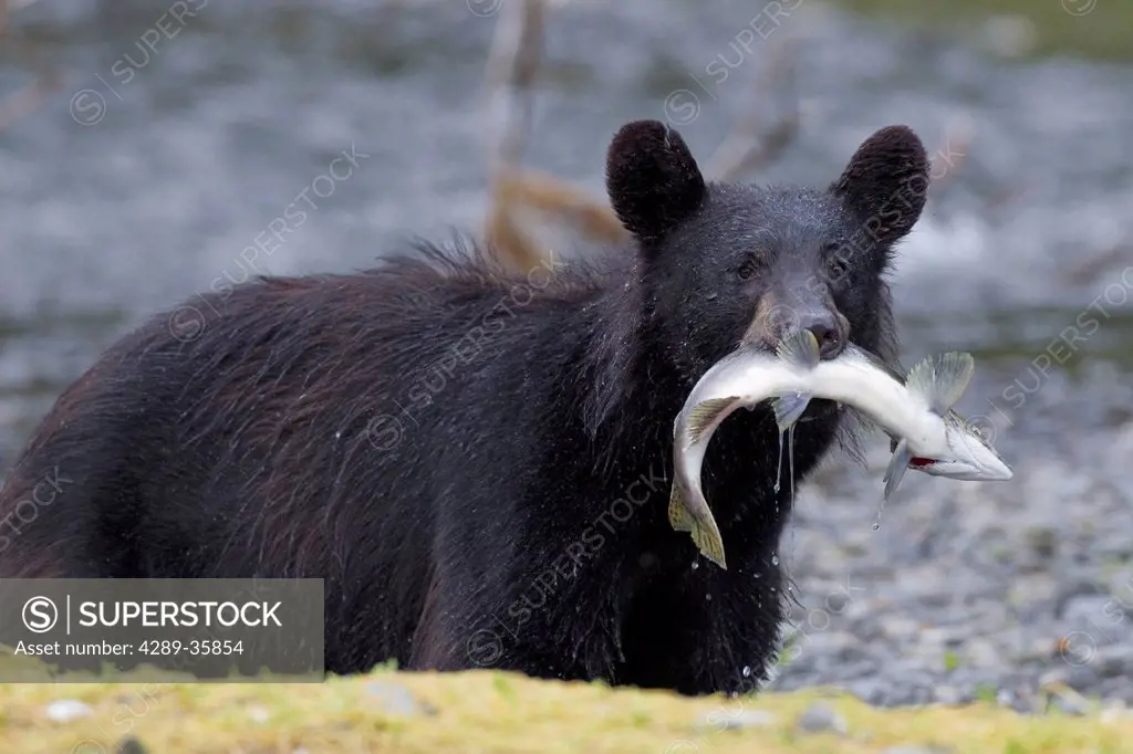Black bear with pink salmon in its mouth alongside a stream, Prince William Sound, Southcentral Alaska, Summer