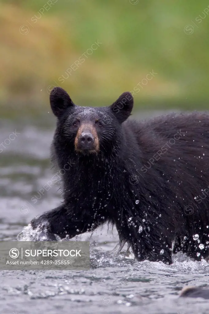 Black bear chasing salmon in stream, Prince William Sound, Southcentral Alaska, Summer