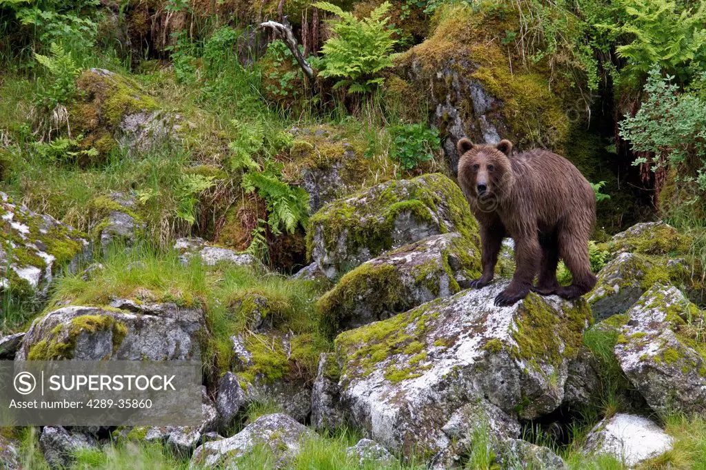 Brown bear standing on moss covered rock along shoreline, Prince William Sound, Southcentral Alaska, Summer