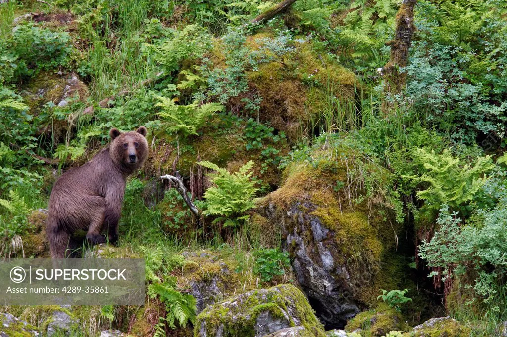 Brown bear standing on moss covered rock along shoreline, Prince William Sound, Southcentral Alaska, Summer