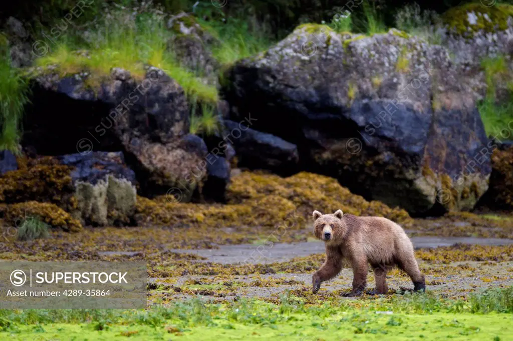 Brown bear walking on tidal flat at low tide with large boulders in background, Prince William Sound, Southcentral Alaska, Summer