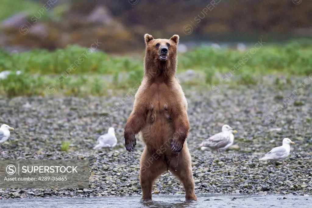 Brown bear sow standing alert on riverbank, Prince William Sound, Southcentral Alaska, Summer