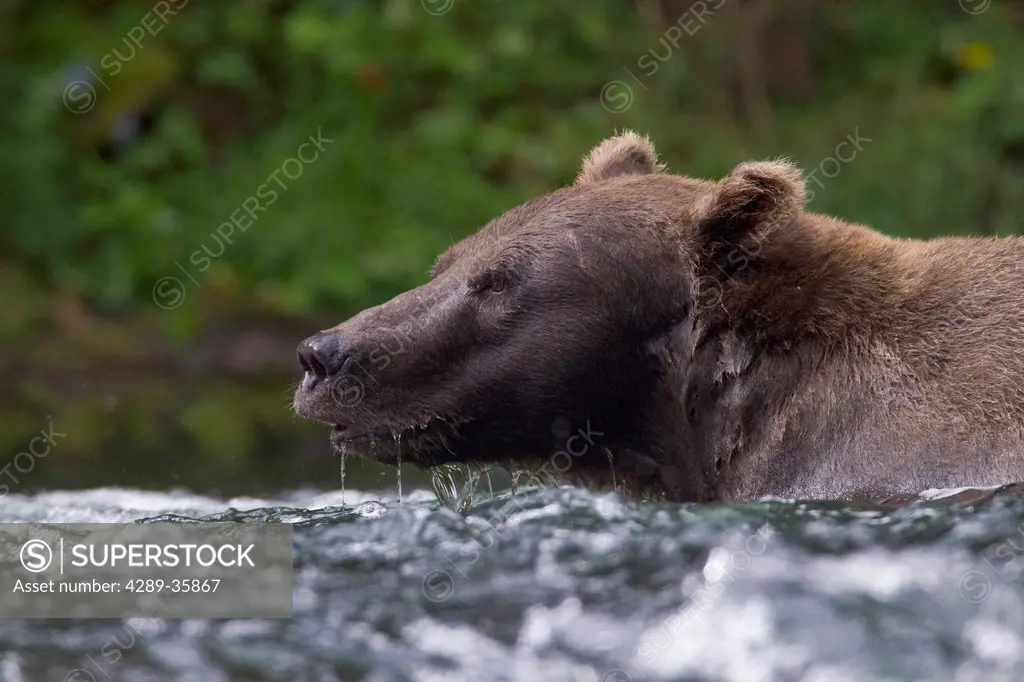 Close up of a Brown Bear fishing for salmon in the Russian River, Kenai Peninsula, Southcentral Alaska, Summer