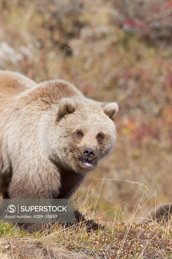 Grizzly bear yearling cub standing in Fall grasses, Denali National Park, Interior Alaska, Autumn