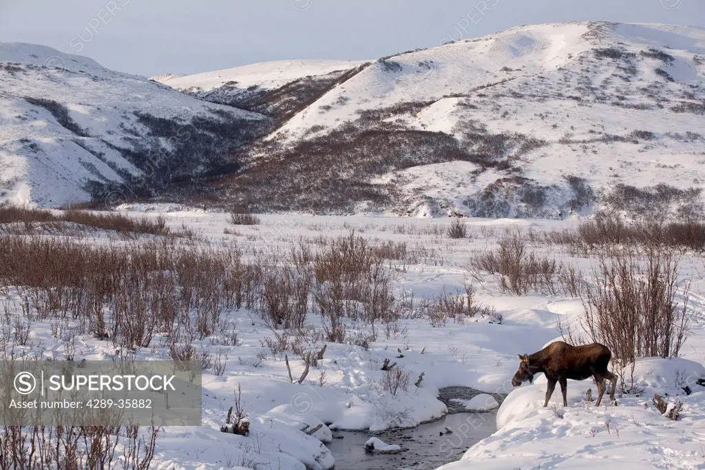 Moose cow on winter range near Summit Lake in the Alaska Range near the Richardson Highway, Interior Alaska, Winter