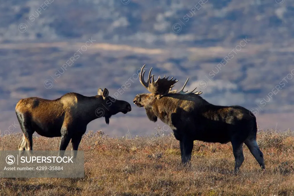 Moose bull and cow meeting nose to nose on tundra during rut, Denali National Park, Interior Alaska, Autumn
