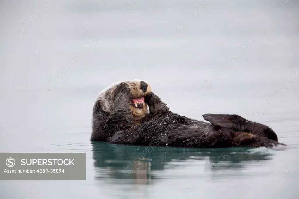 Sea otter floating on back and rubbing cheeks with paws exposing teeth, Prince William Sound, Southcentral Alaska, Winter
